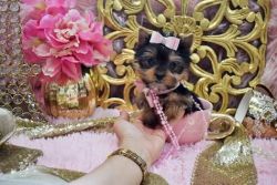 male and female teacup yorkie for sale