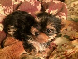 Yorkie Adorable Pups T-Cup-Bay Area