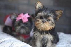 Micro, Teacup, Toy Doll faced Yorkies