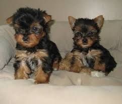 Male and female akc reg. Yorkie puppies