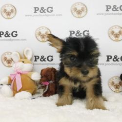 YORKSHIRE TERRIER - COCOA - FEMALE