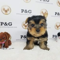 Yorkshire Terrier - Max - Male