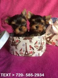 Gorgeous akc Teacup Mini size Yorkie Puppies