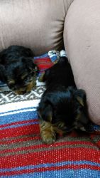 FOR SALE Yorkie Puppies