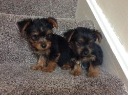 cute looking baby yokie puppies for goog homes