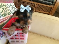 Yorkie Adorable Tiny Pups-Bay Area