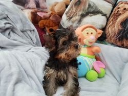 Healthy AKC Yorkie puppies