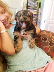 Parti Yorkie Puppies For Sale