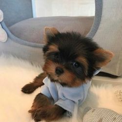 Tea cup Yorkie puppies available