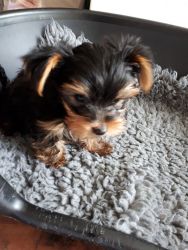 Yorkshire Terrier Puppy-Male-Randy