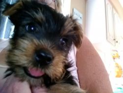 For sale Yorkies puppies three males