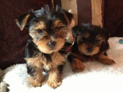Lovely male and female Yorkie puppies available