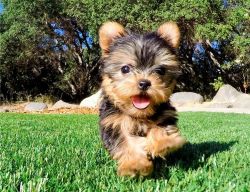 Absolutely Beautiful Yorkshire Terrier Puppies