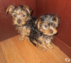 Very affectionate well socialized Yorkie puppies