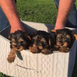Tiny Exceptional quality Yorkie puppies available for adoption.