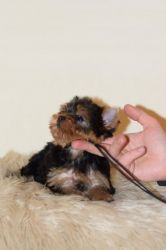 gorgeous Yorkies for sale