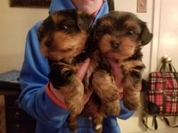 cute yorkie puppies for sale
