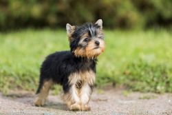 yorkshire terriers looking for a loving new home