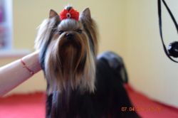 yorkshire terrier for adoption