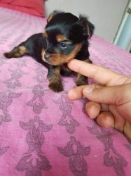 Adorable Yorkie puppies available for sale