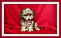 CUTE MALTESE MIXED WITH YORKSHIRE TERRIER !