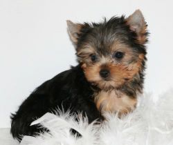 Enchanting Teacup Yorkie Puppies For Adoption