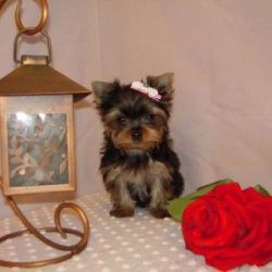 5 Pure Breed 100% Parti Color Toy Yorkies puppies adorable