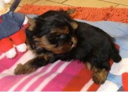 Teacup Yorkie Puppies Ready Now
