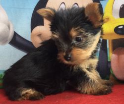 Baby doll face Female T cup Yorkies