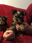 top quality yorkie puppies for adoption. (xxx xxx xxx4)