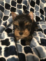 AKC Gorgeous pure bred Female Puppy