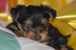 Yorkie puppies available for adoption sms (xxx) xxx-xxx4