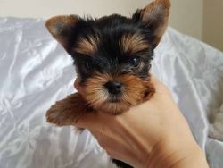 Yorkie puppies available for adoption sms (xxx) xxx-xxx1
