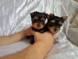 Cute Adorable Male and Female Yorkie Puppies.(xxx) xxx-xxx1