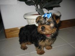 yorkie puppies for adoption to good homes