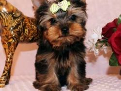 One of kind true to size micro teacup yorkie puppy