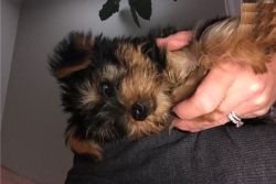 Affectionate Akc Yorkie puppies for Adoption