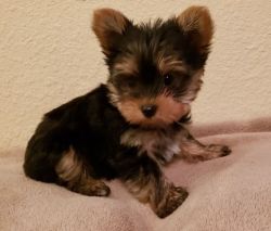 Healthy Teacup Male and Female Yorkshire terrier Puppy Available Now