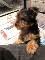 Beautiful teacup Yorkie puppies -Ready to leave now