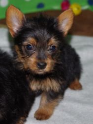 Adorable Teacup Yorkshire Terrier puppies