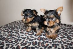 Great Yorkie puppies Available