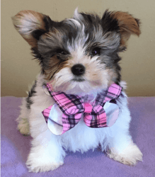 Absolutely ADORABLE, T-Cup Yorkshire Terrier!