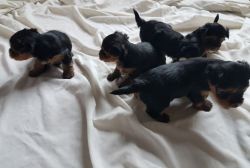 Gorgeous Puppies For Sale