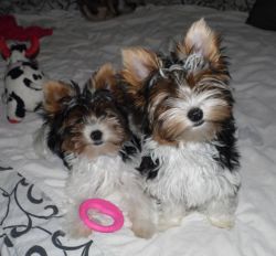 Supper Yorkie Puppies Need New Home