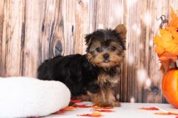 Violly gorgeous little female Yorkshire Terrier puppy