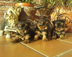 Lovely adorable male and female Yorkshire Terrier puppies for love..(6