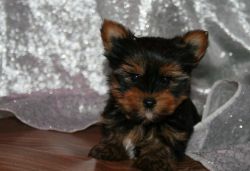 Lovely Yorkie puppies for sale to good homes.