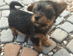 Female Yorkie puppy for re homing asap