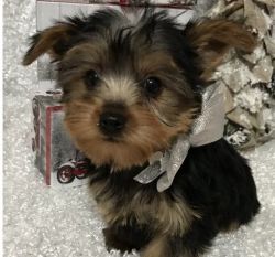 Loves to Snuggle Teacup Yorkshire Terrier Puppies