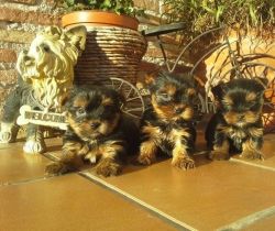 Home raised friendly Yorkie puppies with great personality for sale